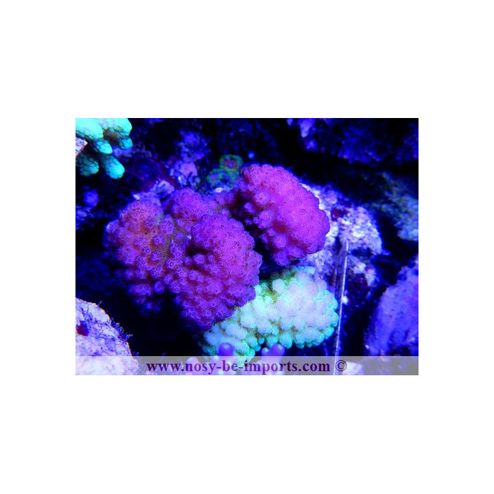 Pocillopora eydouxi - pocillopora verrucosus
