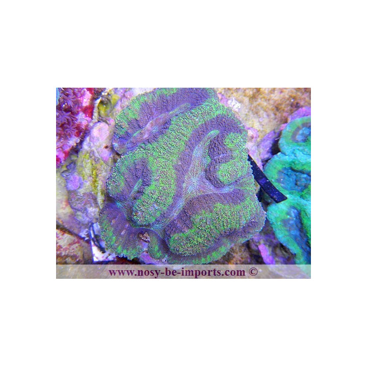 Symphyllia sp. violet et vert
