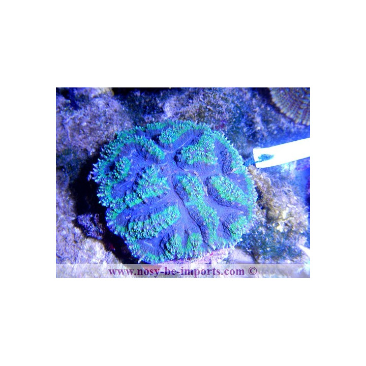 Symphyllia sp. violet et vert