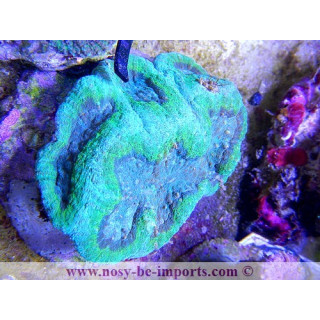 Symphyllia sp. violet et vert