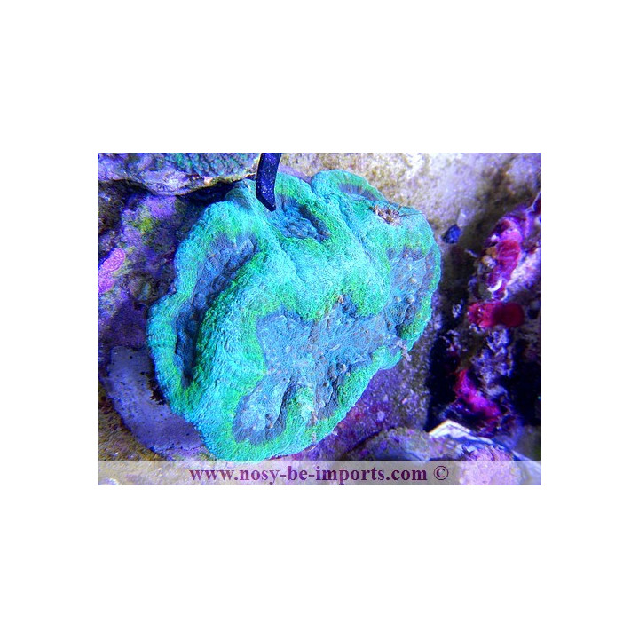Symphyllia sp. violet et vert