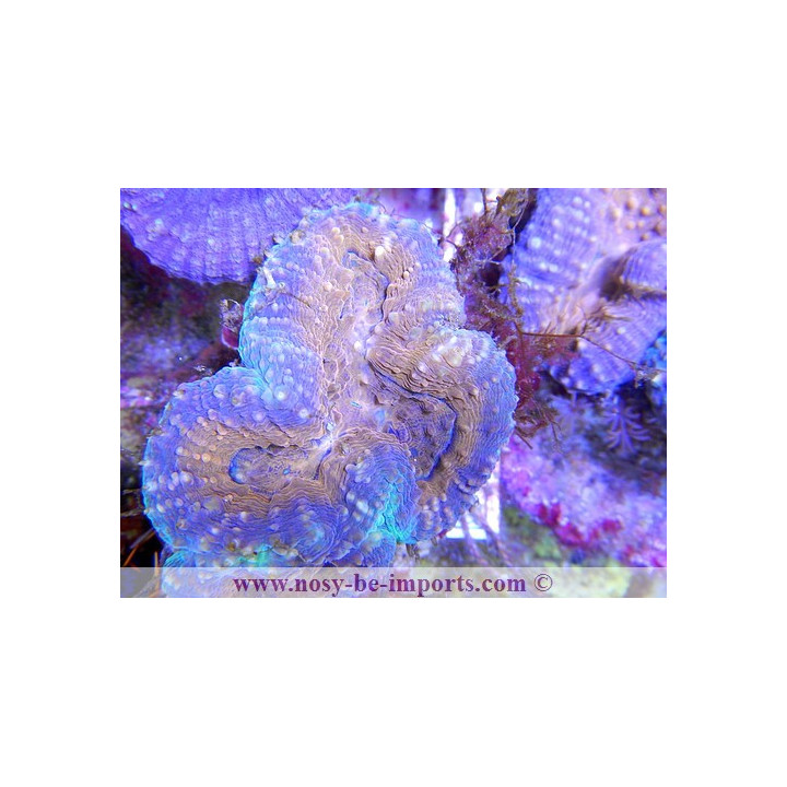 Lobophyllia corymbosa