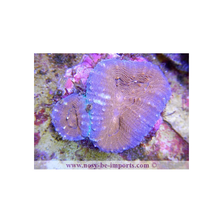 Lobophyllia corymbosa