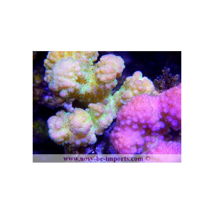 Pocillopora verrucosus bicolor