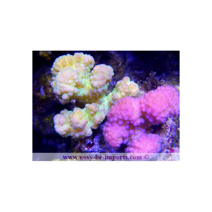 Pocillopora verrucosus bicolor