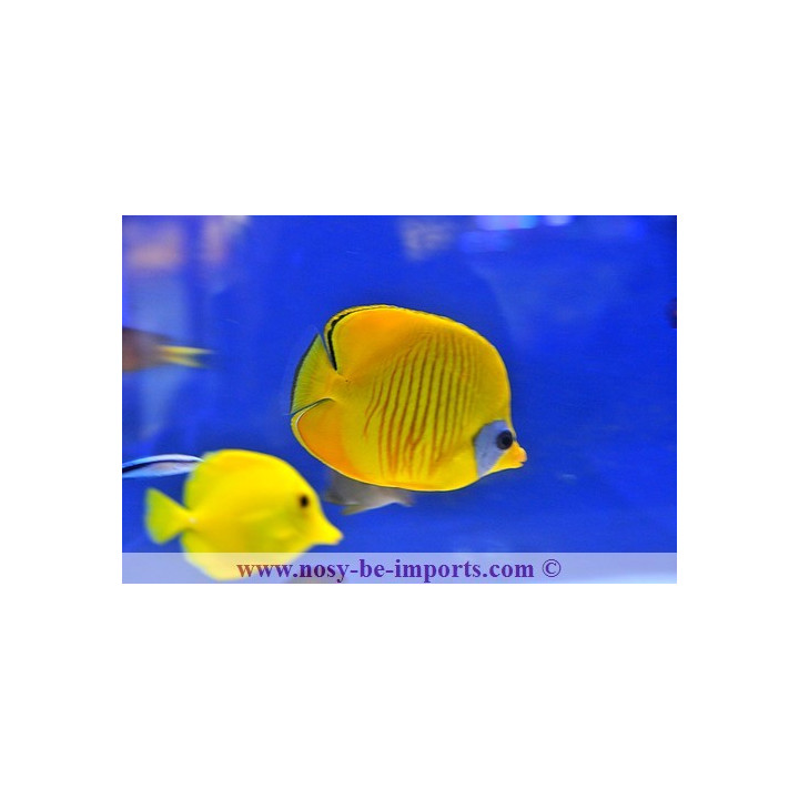 Chaetodon semilarvatus