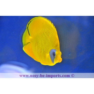 Chaetodon semilarvatus