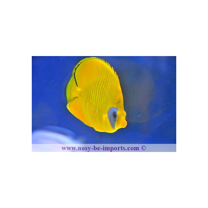 Chaetodon semilarvatus