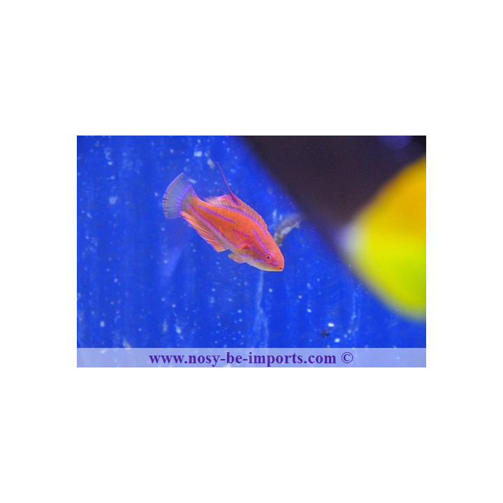 Paracheilinus carpenteri
