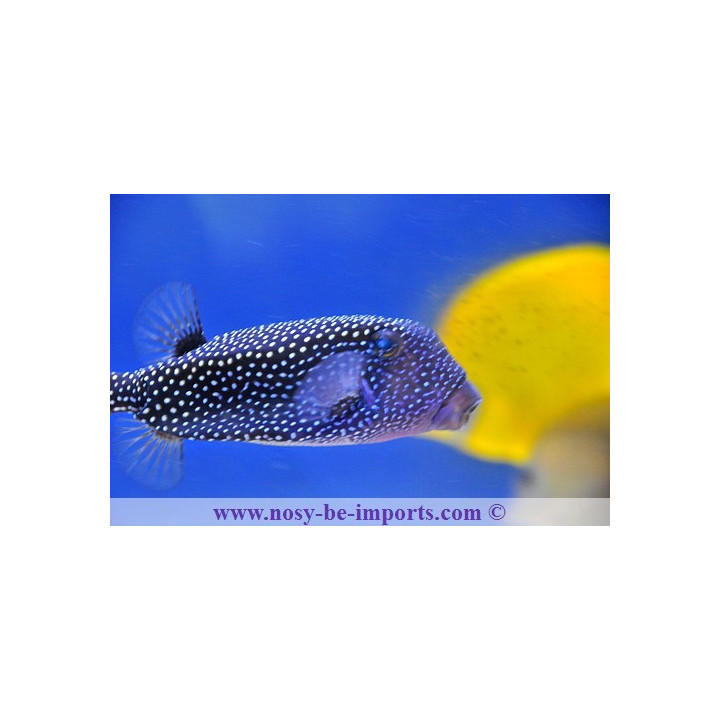 Ostracion meleagris mâle