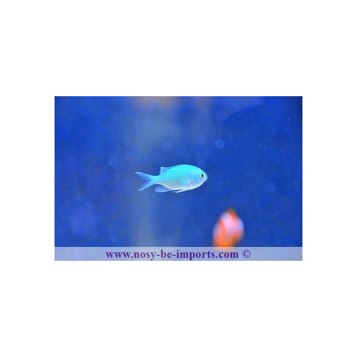 Chromis viridis - demoiselle verte - Aquarium sur mesure