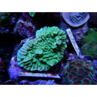 Merulina ampliata vert fluo