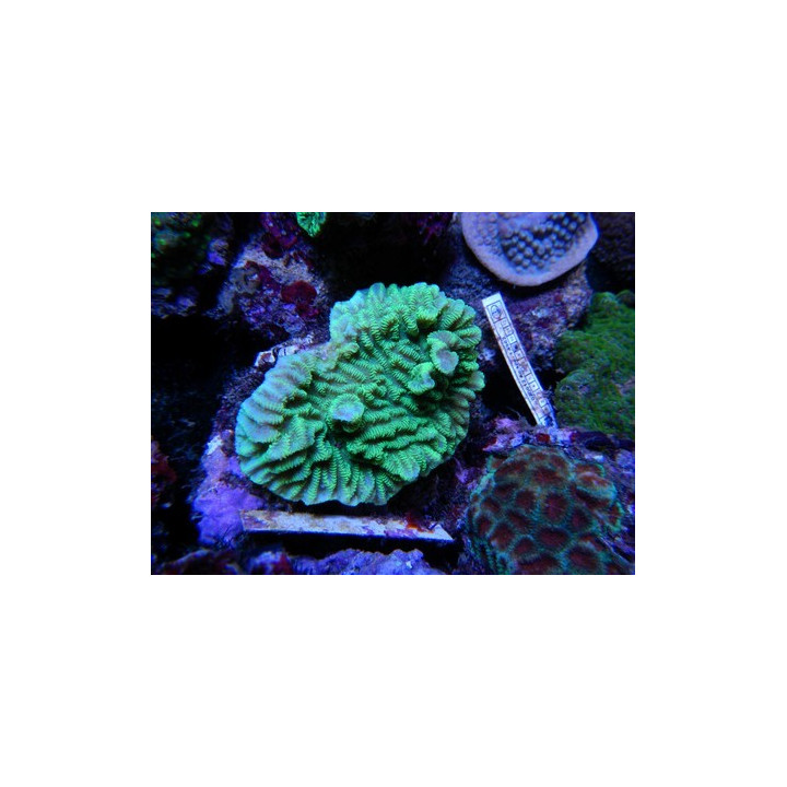 Merulina ampliata vert fluo