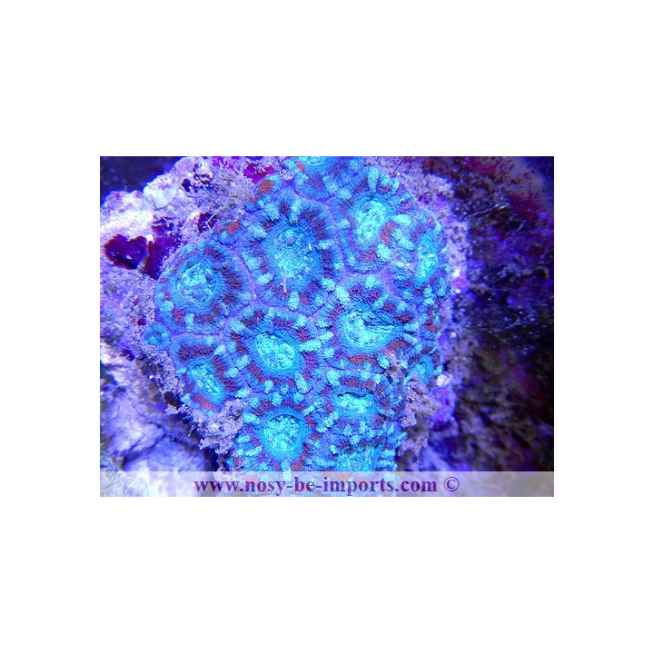 Acanthastrea sp. tricolor