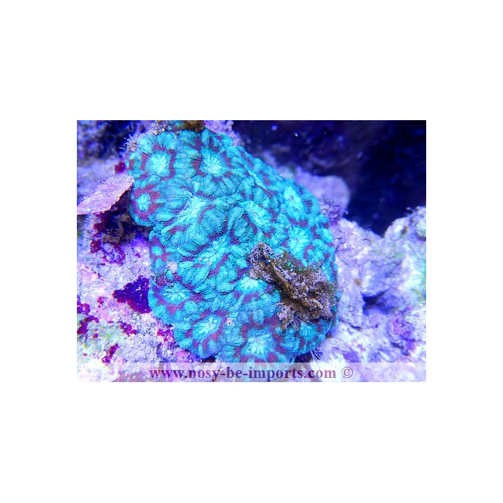 Acanthastrea sp. tricolor