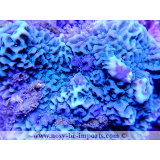 Montipora sp. encroûtant bleu