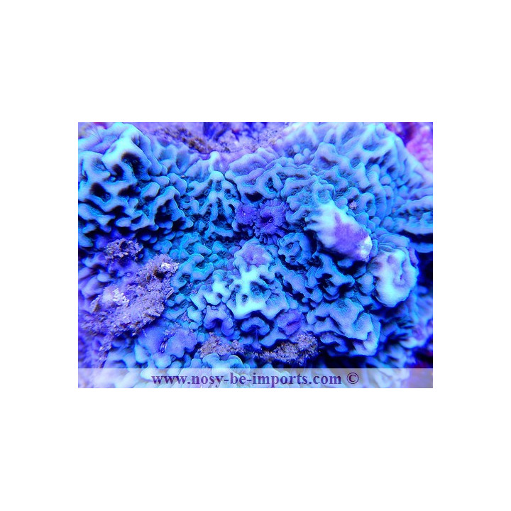 Montipora sp. encroûtant bleu