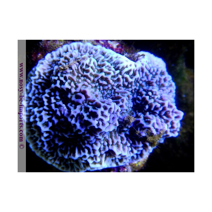 Montipora sp. encroûtant bleu