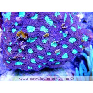 Favia sp. violet
