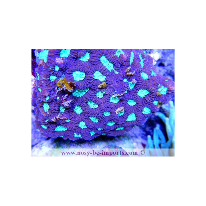Favia sp. violet
