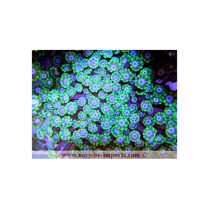 Alveopora sp. vert foncé