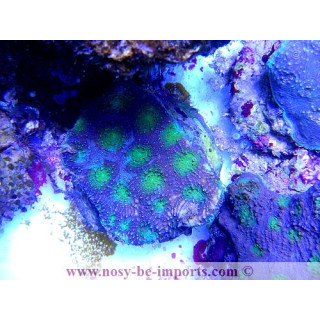 Acanthastrea violet coeur vert
