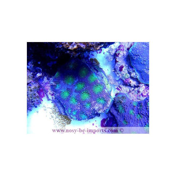 Acanthastrea violet coeur vert