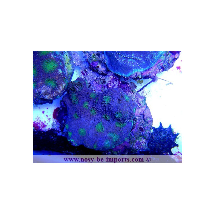 Acanthastrea violet coeur vert