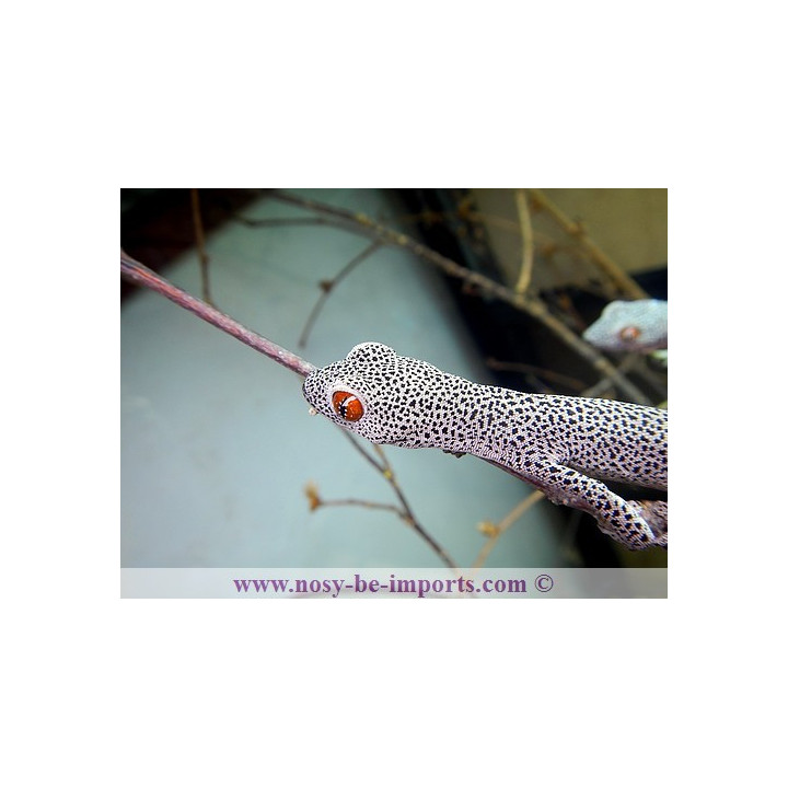 Strophurus taenicauda