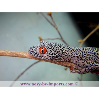 Strophurus taenicauda