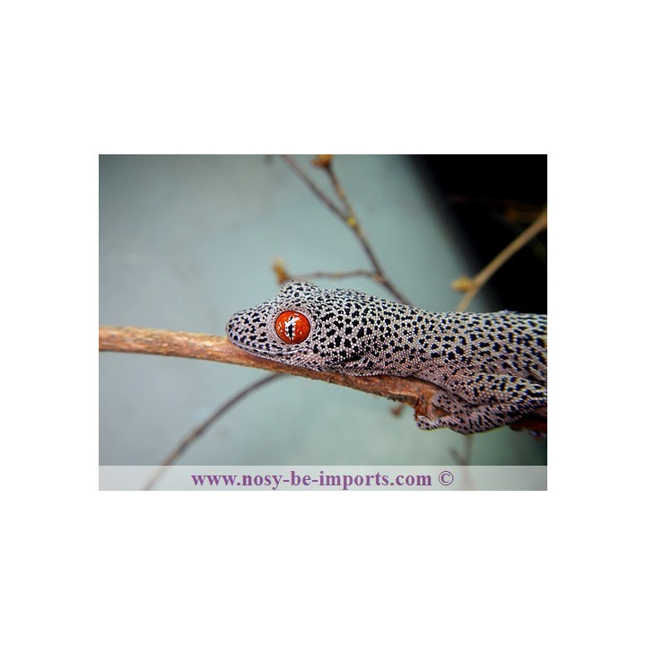 Strophurus taenicauda