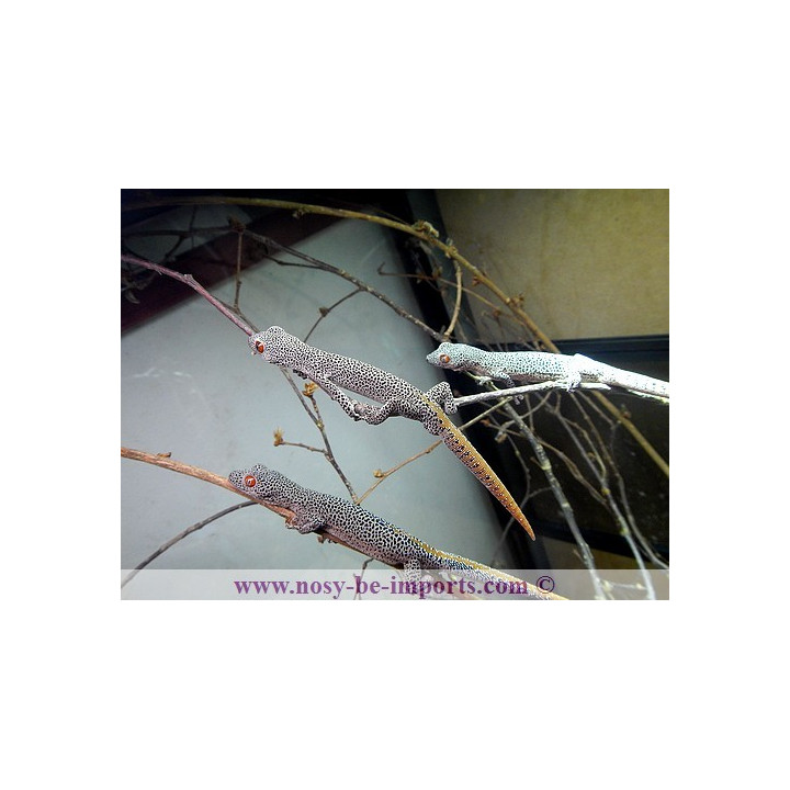 Strophurus taenicauda
