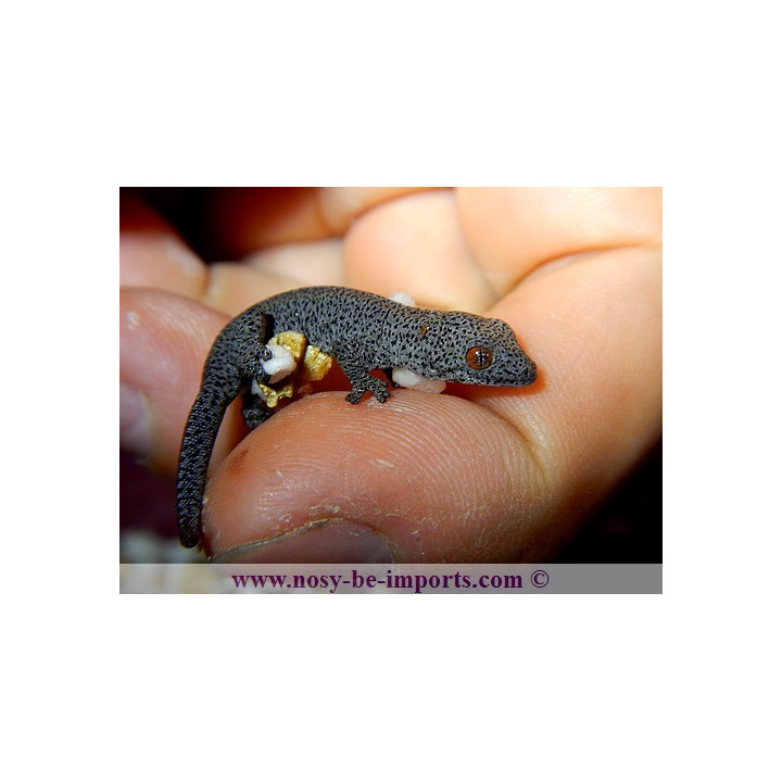 Strophurus taenicauda