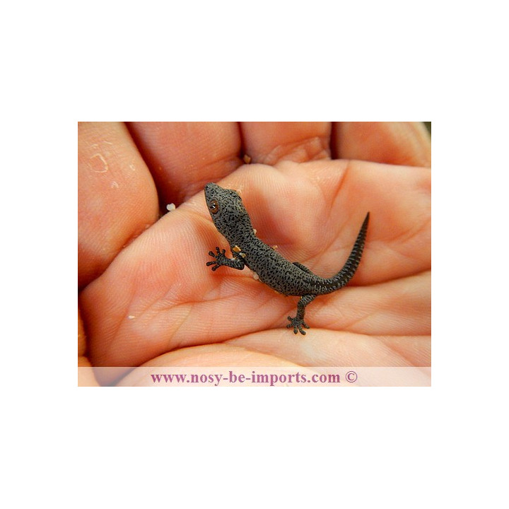 Strophurus taenicauda