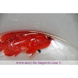 Cephalopholis miniata