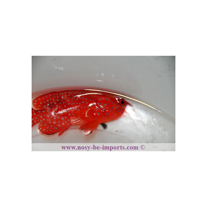 Cephalopholis miniata