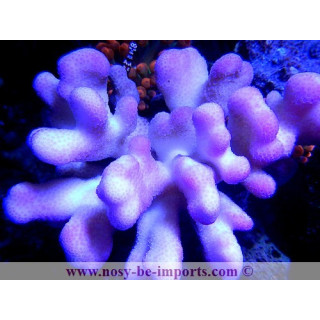 Stylophora sp. rose Tonga