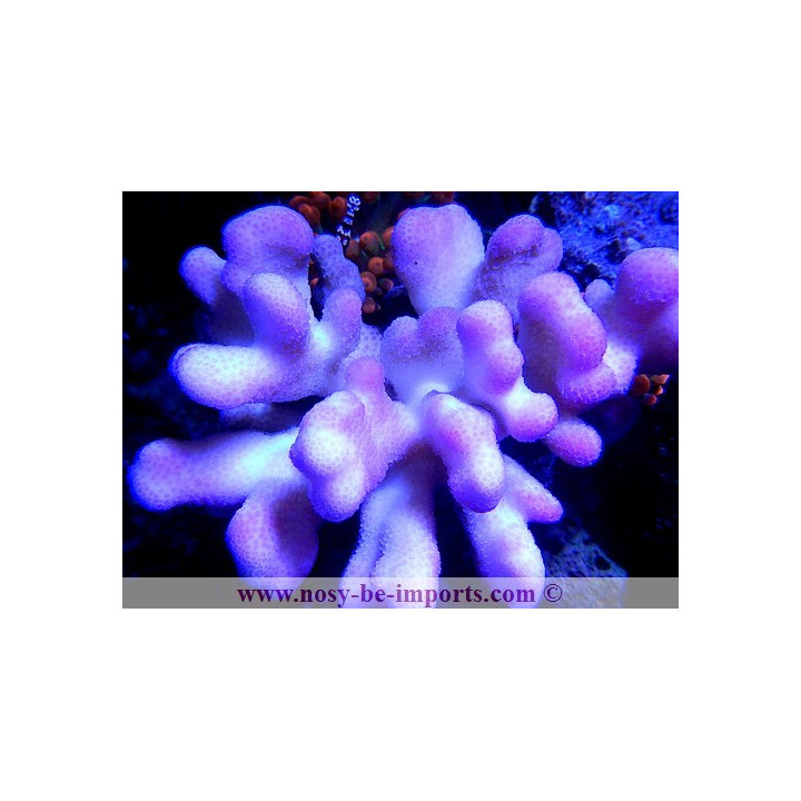 Stylophora sp. rose Tonga