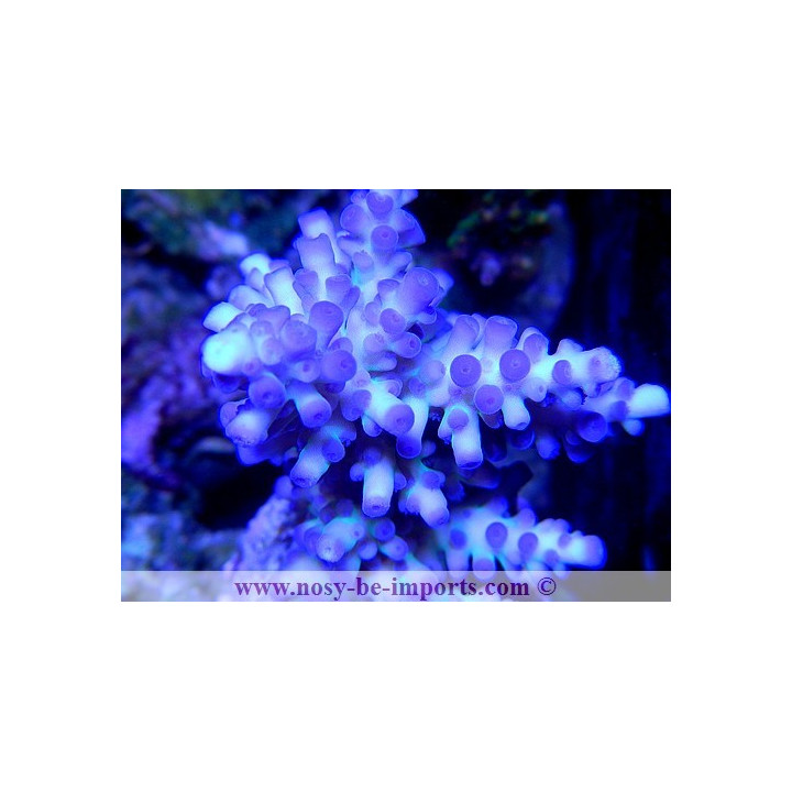 Acropora gomezi- acropora bleu - Coraux VPC - aquarium sur mesure