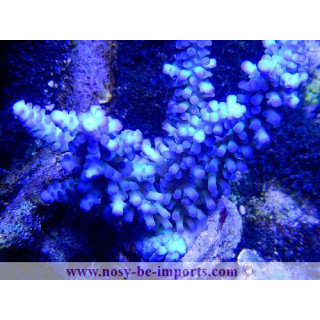 Acropora gomezi- acropora bleu - Coraux VPC - aquarium sur mesure