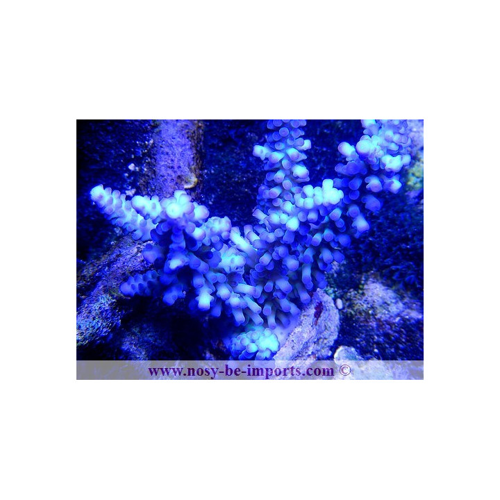 Acropora gomezi- acropora bleu - Coraux VPC - aquarium sur mesure