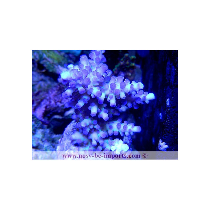 Acropora gomezi- acropora bleu - Coraux VPC - aquarium sur mesure