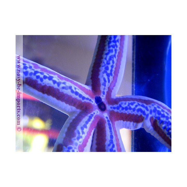 Phataria unifascialis