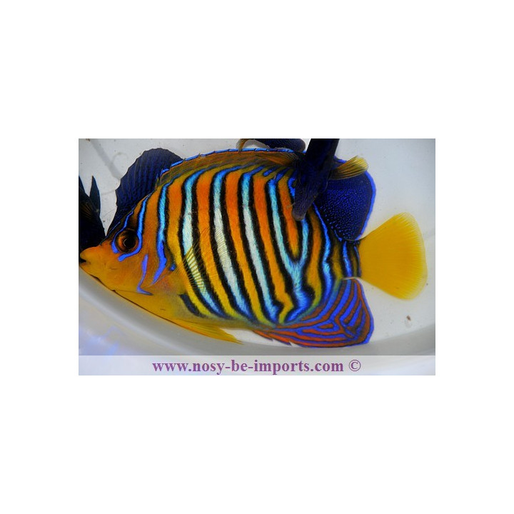 Pygoplites diacanthus
