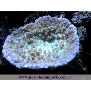 Acropora efflorecens 