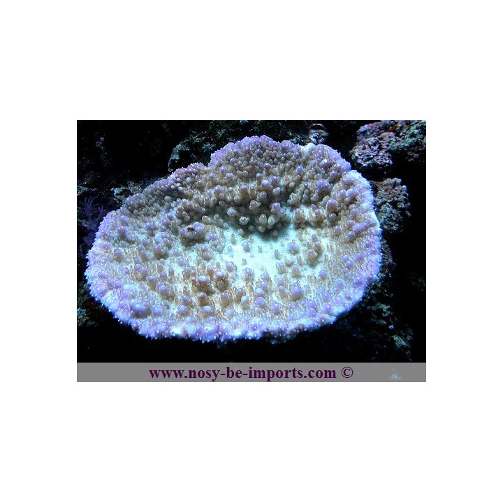 Acropora efflorecens 