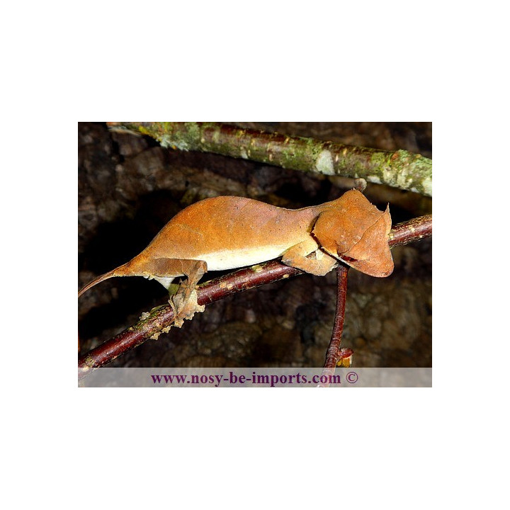 Uroplatus True Ebenaui