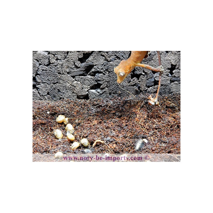 Uroplatus True Ebenaui