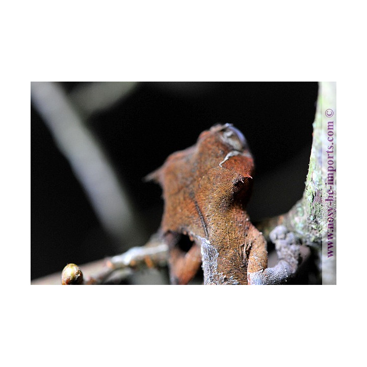 Uroplatus True Ebenaui