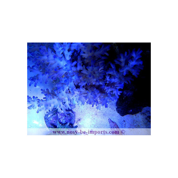 Acropora echinata ice fire